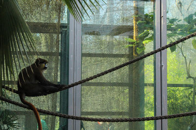 Close-up of monkey in cage at zoo