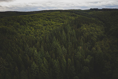 High angle view of trees on landscape