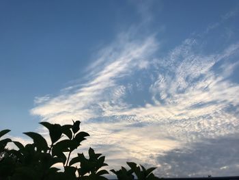 Low angle view of silhouette plant against sky