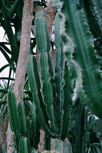 Close-up of plant