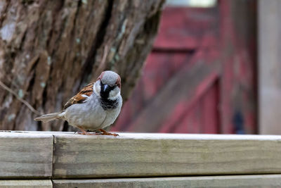 Close-up of bird perching on wood