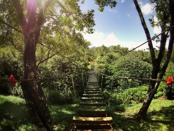 Footpath amidst trees