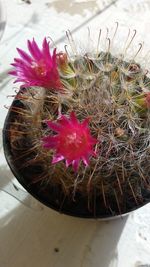 High angle view of cactus flower pot