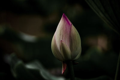 Close-up of pink lily blooming outdoors