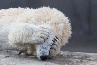 Polar bear lying on rock at zoo