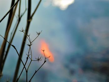 Low angle view of plant against sky at sunset