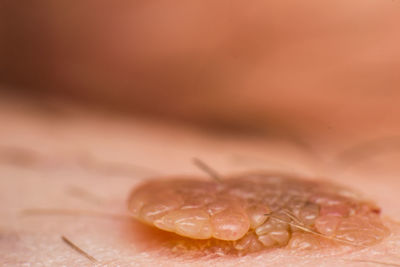 Close-up of wet fruit on table