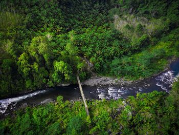 Scenic view of waterfall in forest