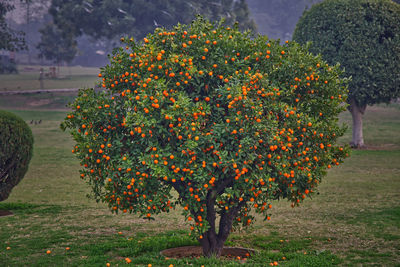 View of flowering plants on field