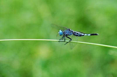 Close-up of butterfly