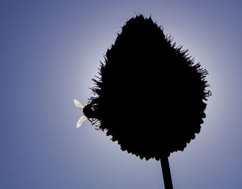 Low angle view of a bird