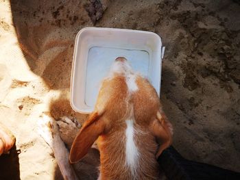 High angle view of dog on beach