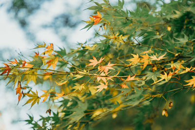 Autumn maple leaves spreading in the wind