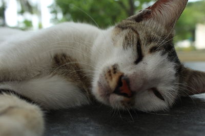 Close-up of cat sleeping