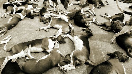 Dogs lying on street