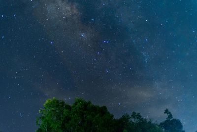 Low angle view of trees against sky at night