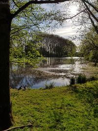 Scenic view of lake in forest against sky