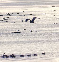 Swans swimming in sea against sky