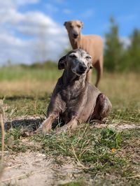 Dog running on field