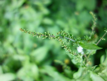 Close-up of fresh green plant