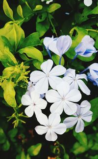 Close-up of flowers blooming outdoors