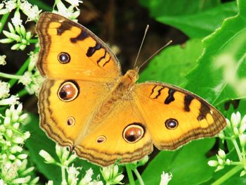 Close-up of butterfly pollinating flower