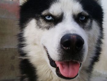 Close-up portrait of dog