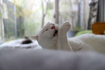 Close-up of a cat