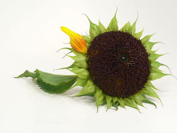 Close-up of flower over white background