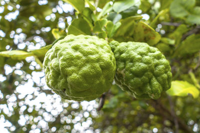 Close-up of fruit growing on tree