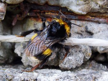 Close-up of bee on rock