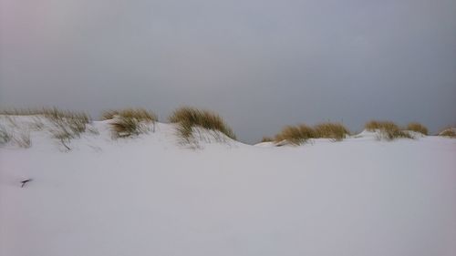 Trees on snow covered landscape