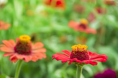 Close-up of pink flower