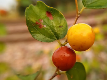 Close-up of tomatoes on plant