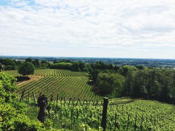 Scenic view of vineyard against sky