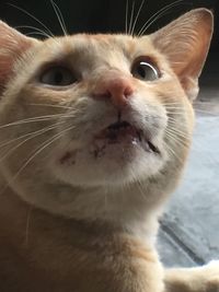 Close-up of a cat looking away