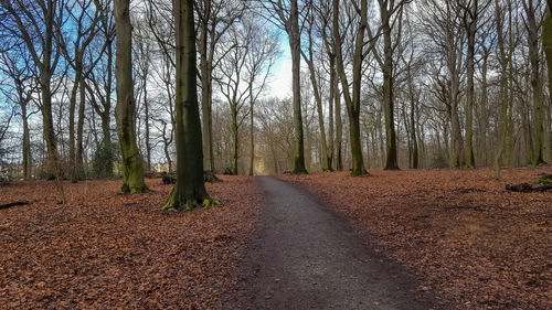 Road amidst bare trees in forest