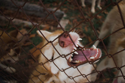 Close-up of dog with mouth open behind fence
