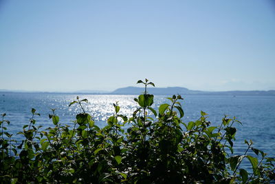 Scenic view of sea against clear sky