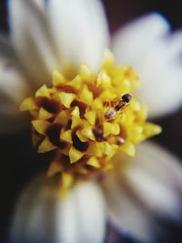 Close-up of insect on yellow flower