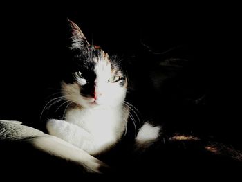 Close-up of cat sitting against black background