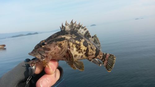 Close-up of hand holding fish