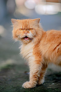 Close-up of ginger cat