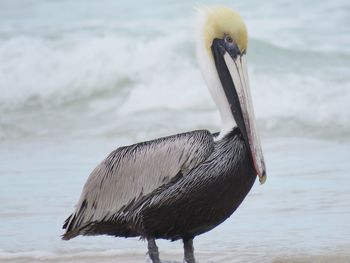 Close-up of pelican on lake