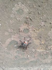 High angle view of insect on wet ground