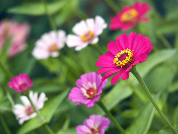 Close-up of pink zinnia blooming in park