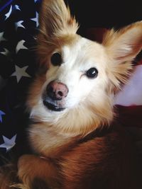 Close-up portrait of a dog at home