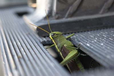 Insect on leaf