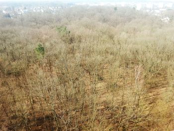 Trees on field