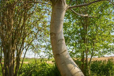 Trees growing in forest